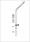MLL2 Antibody (C-term)